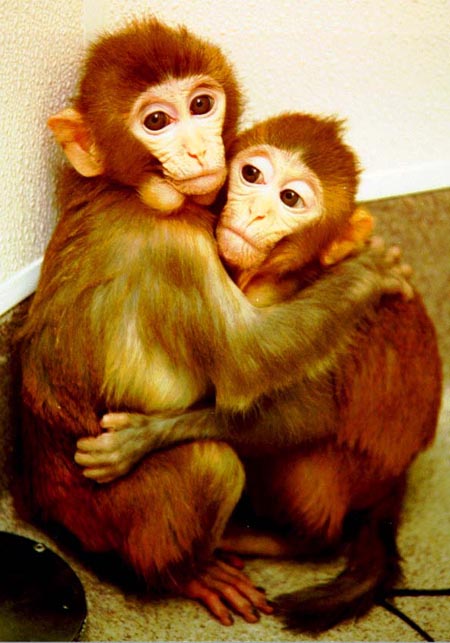 Neti and Ditto, two cloned rhesus monkeys'